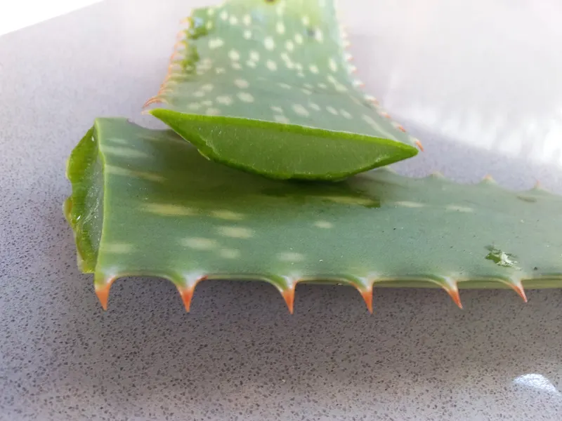 The clear gel inside, the green leaf skin outside – the bitter latex sits just beneath it.