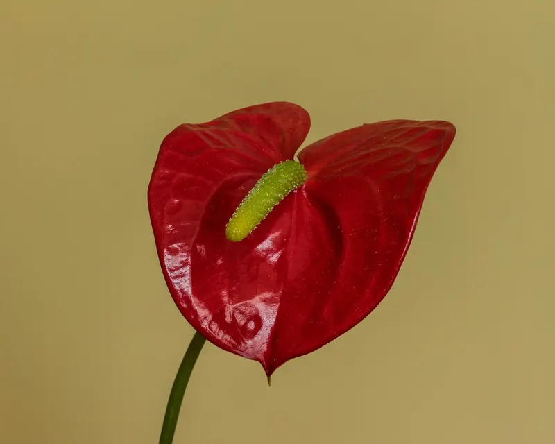 Das rote Herz ist ein Hochblatt – die winzigen Blüten sitzen dicht an dicht am Kolben.