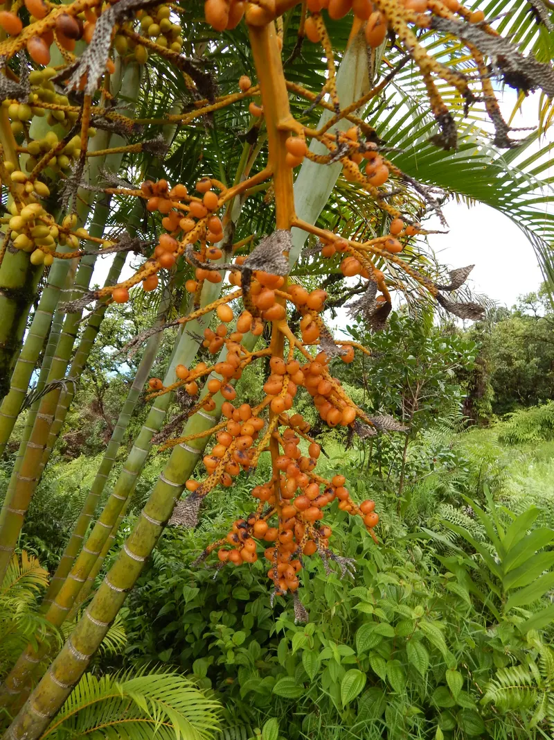 Im Zimmer selten, im Freiland üppig – die gelb-orangen Früchte.