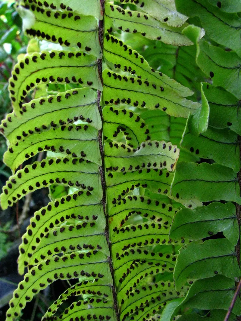 The underside of a frond with two rows of round spore clusters – here the wild form from Hawaii.