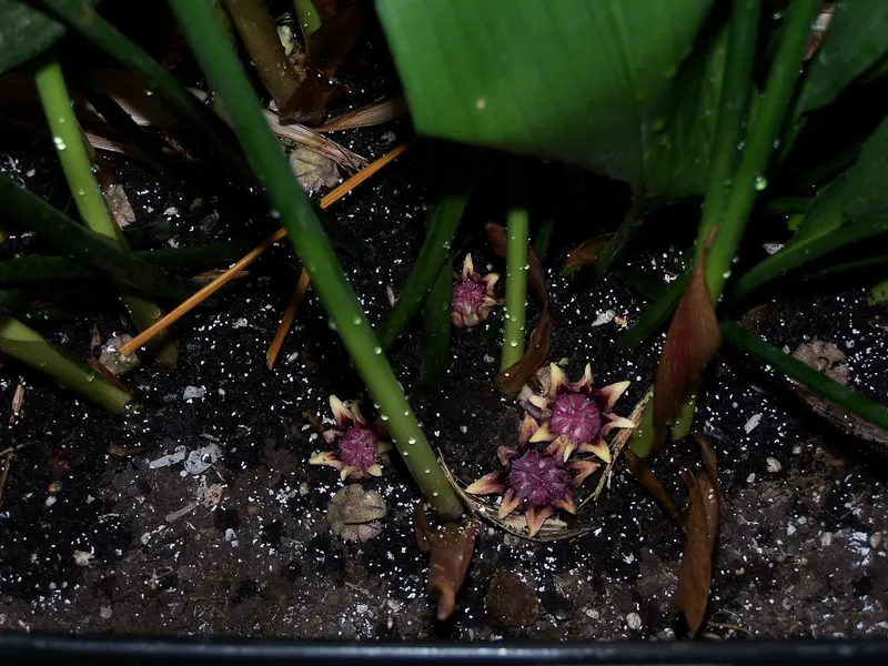 Purple flowers with pale, pointed lobes, right on the soil of an old potted plant.