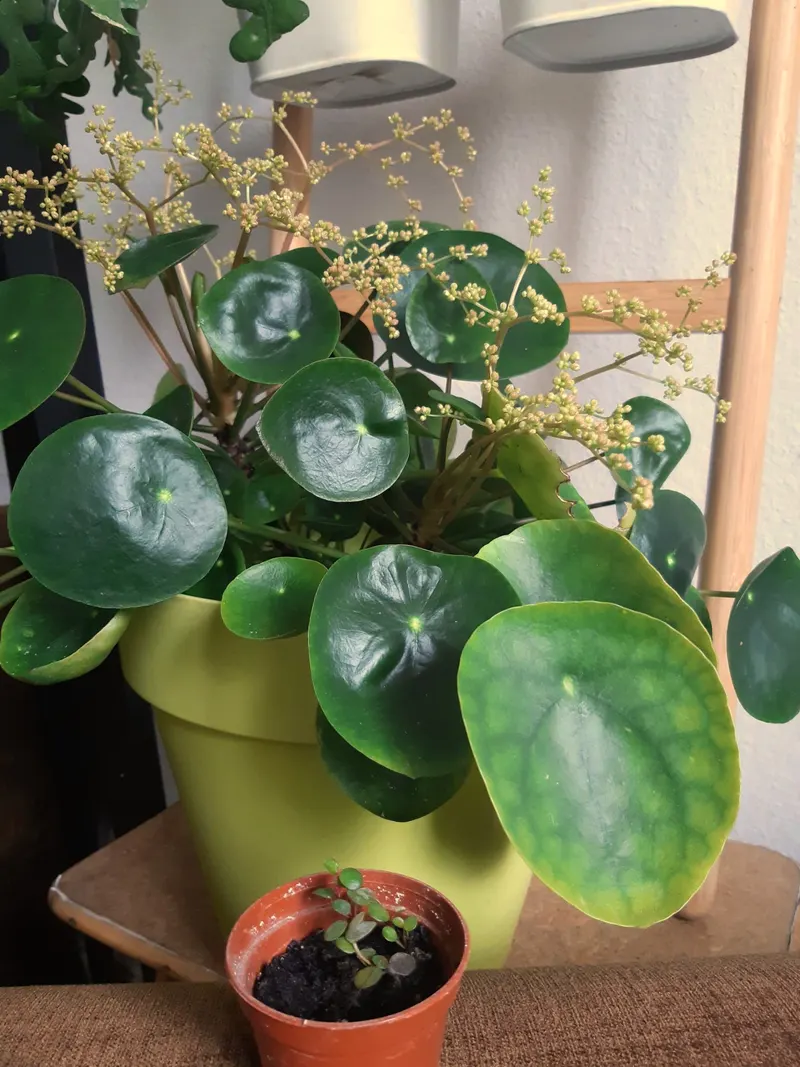Blüten zeigt die Ufopflanze im Zimmer nur selten – hier trägt sie feine Rispen.