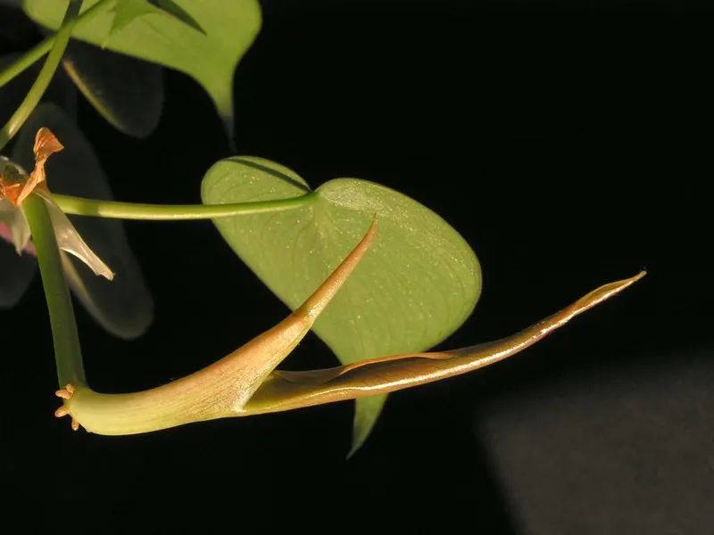 A shoot tip – the new leaf, still rolled up and bronze, next to a pale green sheath.