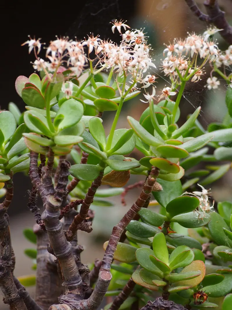 Older jade plants flower with clusters of small, white-pink star-shaped flowers.