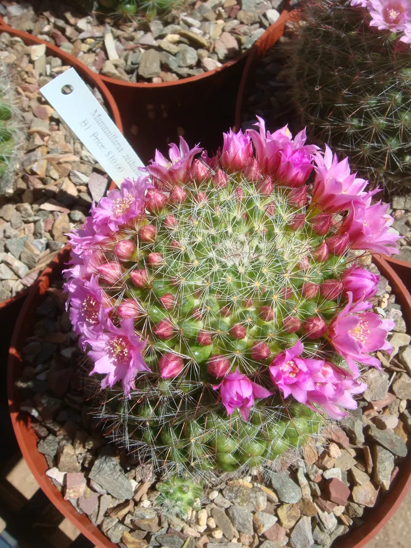 Typical of pincushion cacti – the flowers open in a ring around the crown, here on *M. zeilmanniana*.