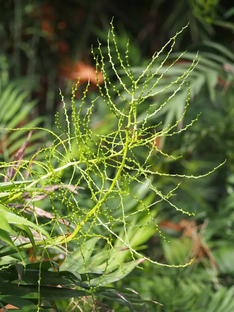 Only mature plants flower – on branched stalks.