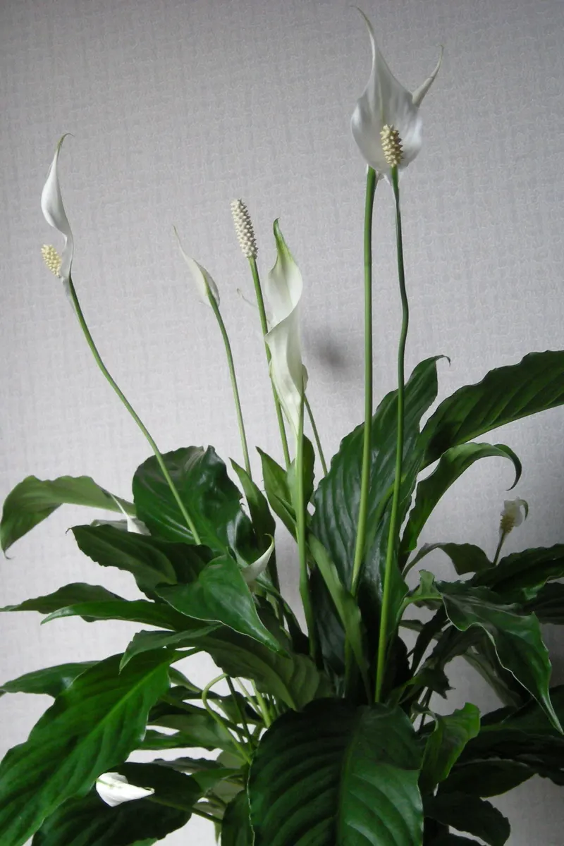 The white bract isn't a flower – the tiny flowers sit on the spike.