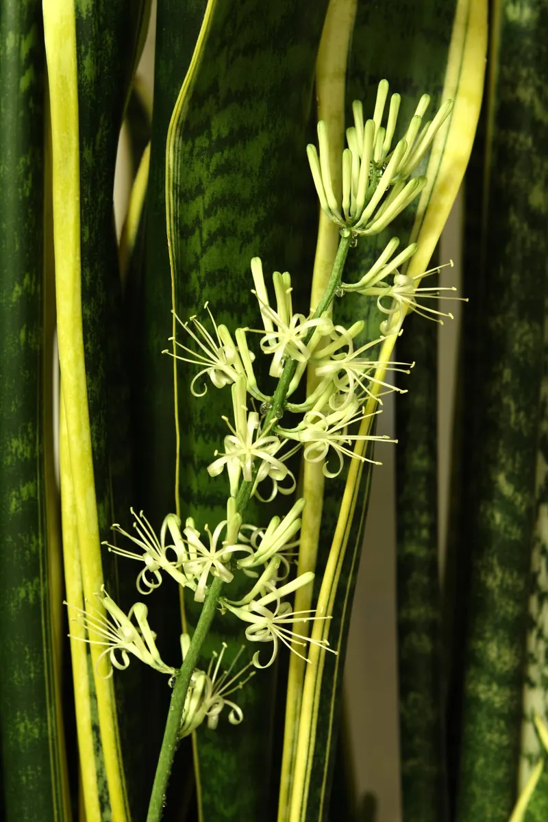 Rare, but possible – the flowers become fragrant towards evening.