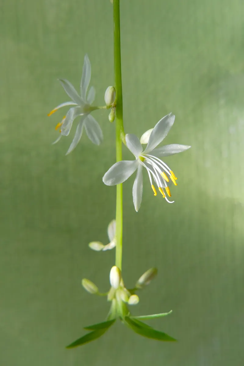 Flowers and plantlets grow on the same stalk.