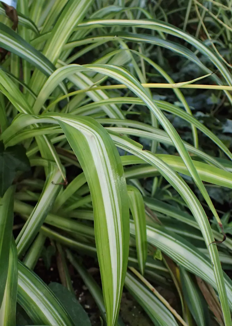 The variety 'Vittatum' has a broad, creamy white central stripe.
