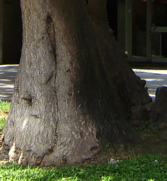 The swollen trunk base of a large plant outdoors – the "elephant's foot".