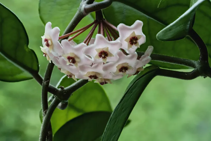 A flower cluster – drops of nectar hang from some of the hairy, pale pink flowers.
