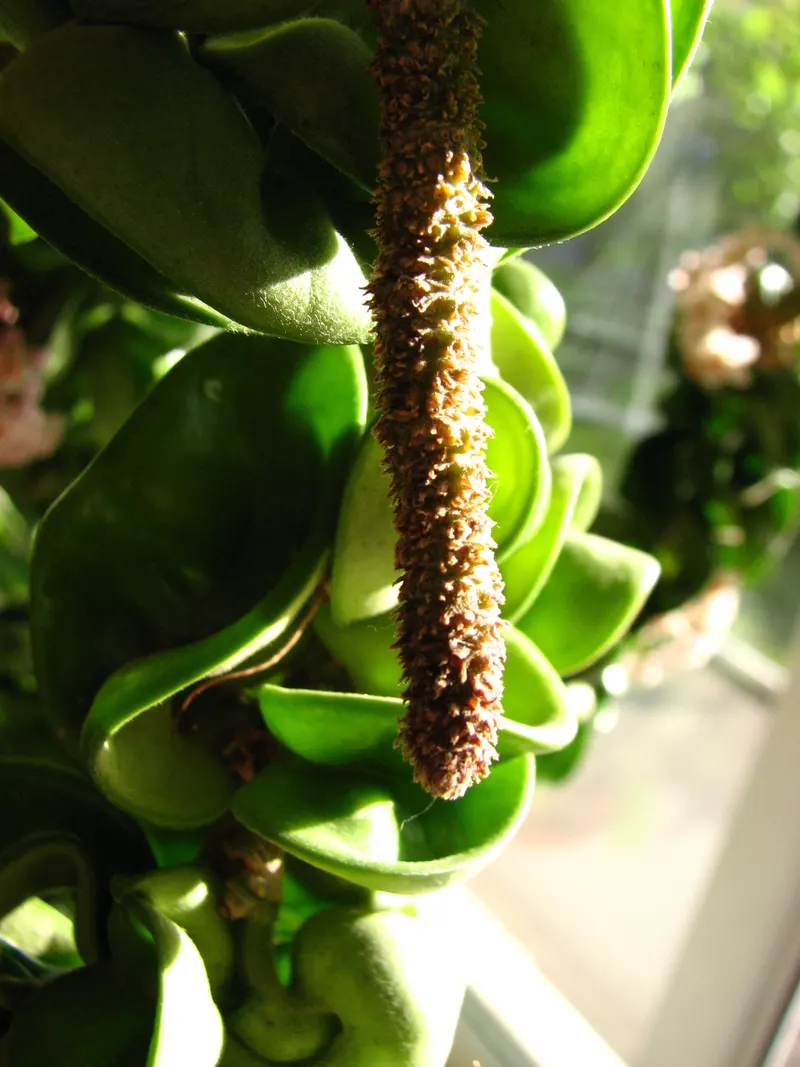A flower spur that has flowered repeatedly, on the cultivar 'Compacta' with its folded leaves.