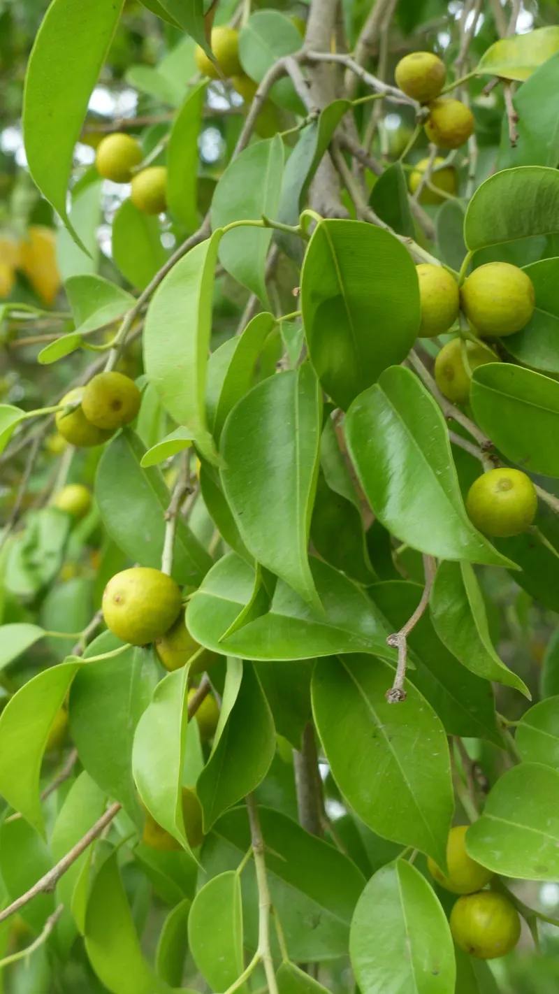 The small figs sit in pairs on the branches and turn red to black as they ripen.